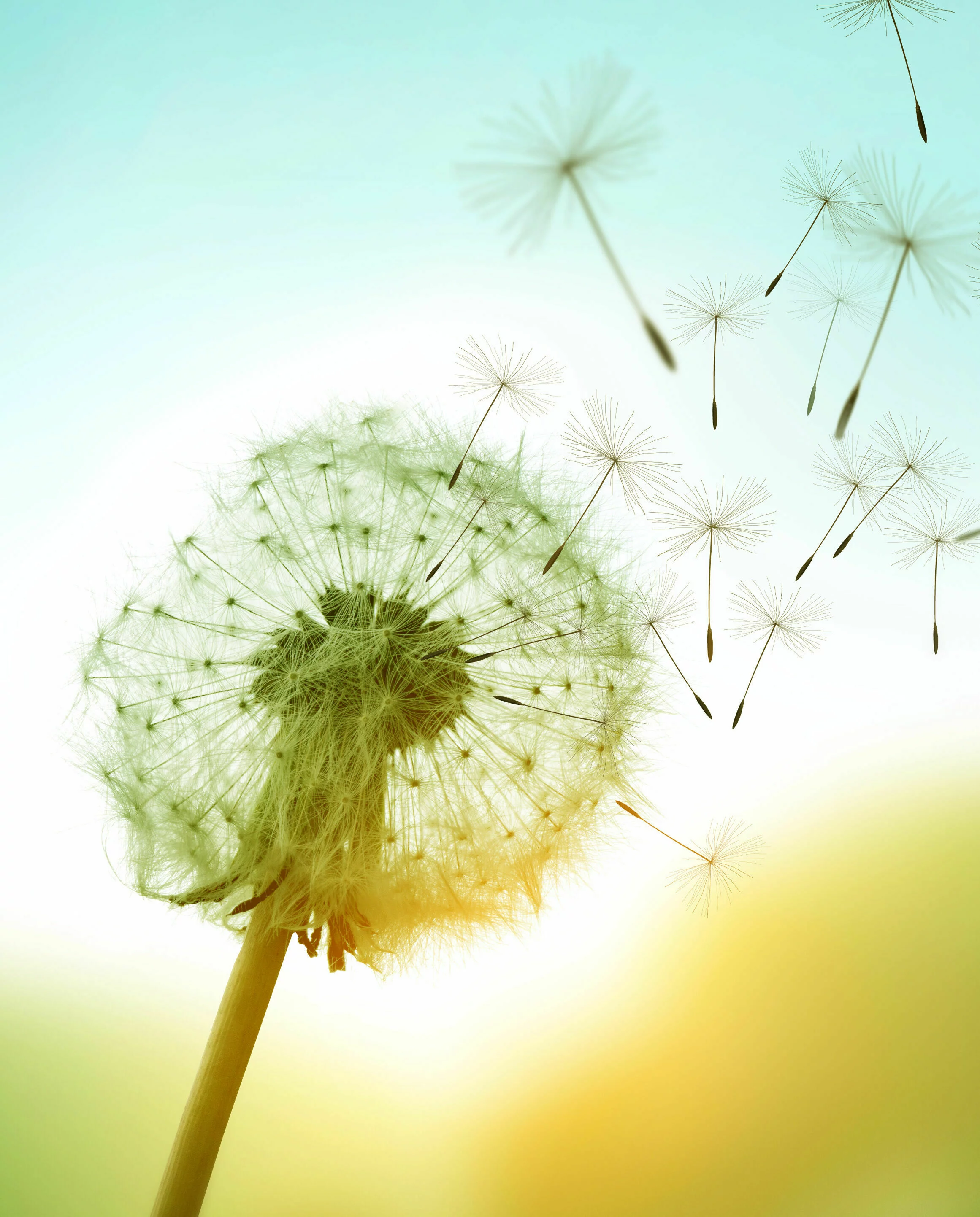 Dandelion mit fliegenden Samen vor blauen Himmel und leichtem Hintergrund, einige Samen sind bereits in Bewegung, während andere noch am Ballon befestigt sind.